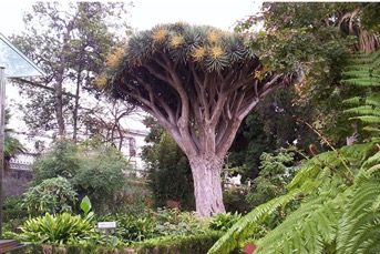Flowering Drago Tree La Orotava